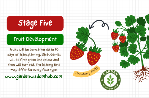 Fruit development Life Cycle of a strawberry plant