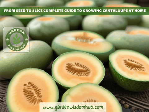 The Complete Guide to Growing Cantaloupe at Home