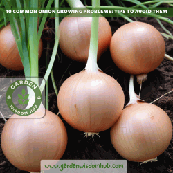 10 Common Onion Growing Problems Tips to Avoid Them