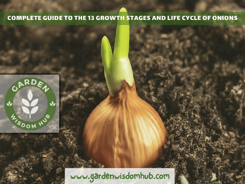 13 Growth Stages and Life Cycle of Onions