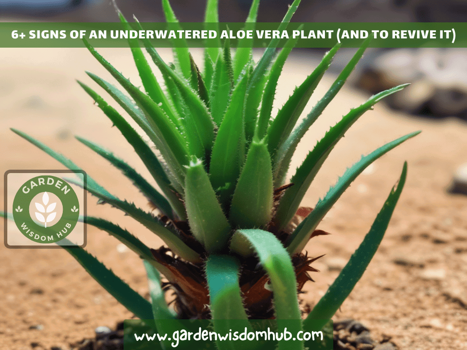 6+ Signs of an Underwatered Aloe Vera Plant (And to Revive It)