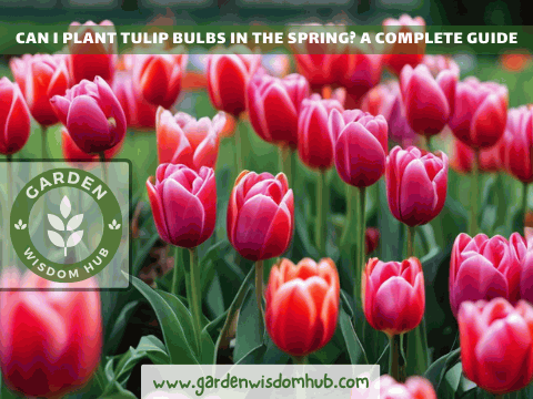 Can I Plant Tulip Bulbs in the Spring A Complete Guide