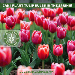 Can I Plant Tulip Bulbs in the Spring