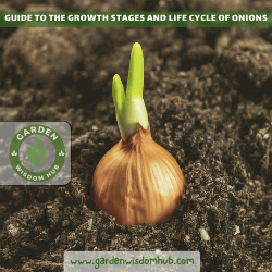 Complete Guide to the 13 Growth Stages and Life Cycle of Onions