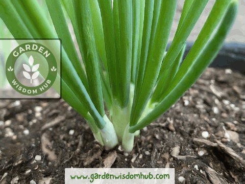 Flowering Stalk Emergence stage