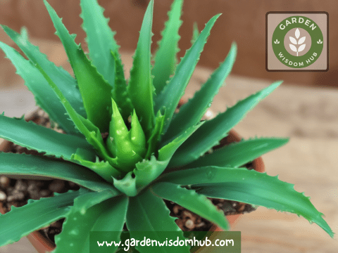 How to revive an aloe plant easily