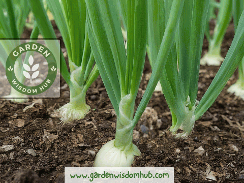 Leaf Development growth stage of onions