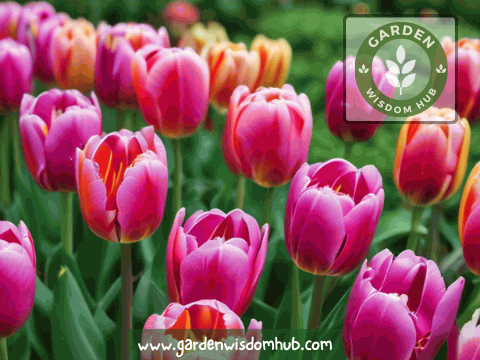 Let’s discuss tulip growth. These stages are like tulip’s life chapters.