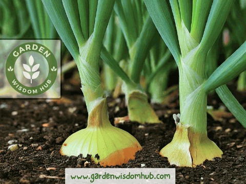 Onion growing stages from bulb formation