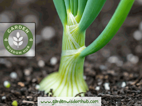 Poor Onion plant care