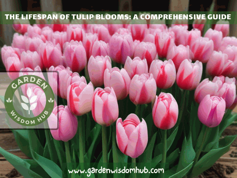 The Lifespan of Tulip Blooms A Comprehensive Guide