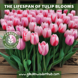 The Lifespan of Tulip Blooms