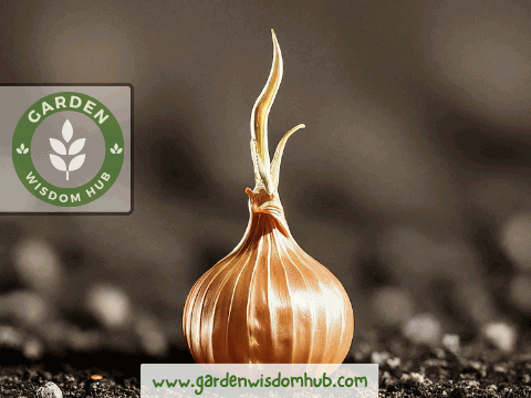 bulb maturation of onions