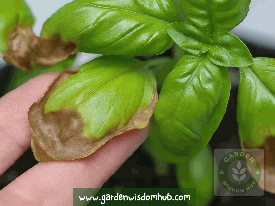 Can You Use Basil Leaves That Have Turned Brown