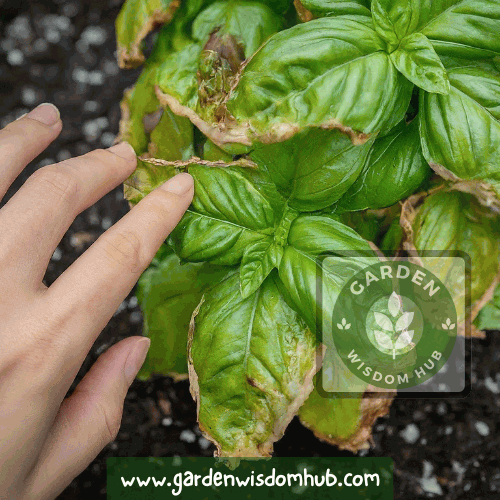 Why are My Basil Leaves Turning Brown Causes and Solutions