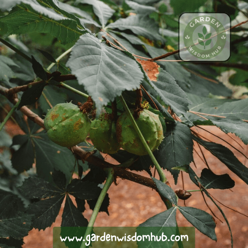 Reviving Avocado Tree Leaves Turning Brown