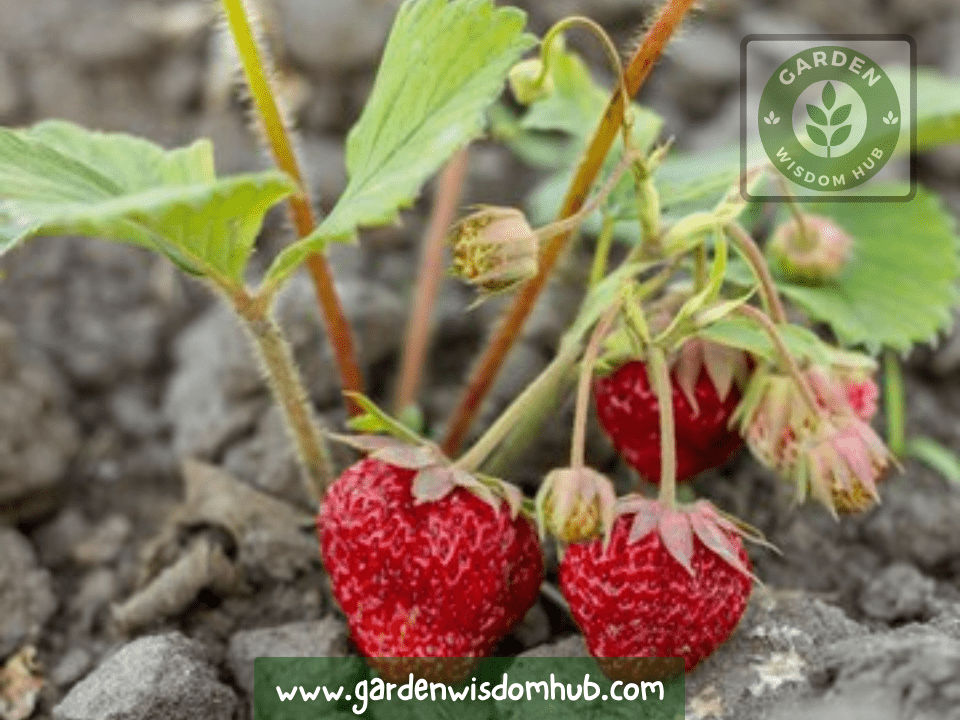 The Ultimate Guide to Raspberry Plant Growth Stages & Life Cycle