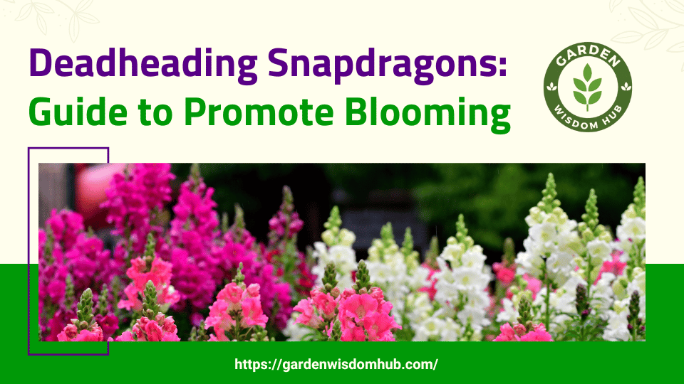 Deadheading Snapdragons Guide to Promote Blooming