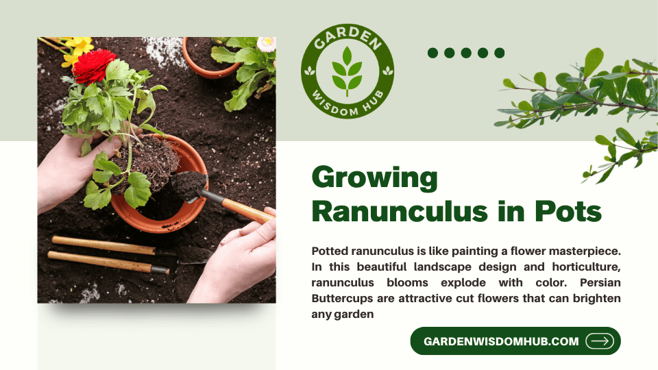 Growing Ranunculus in Pots