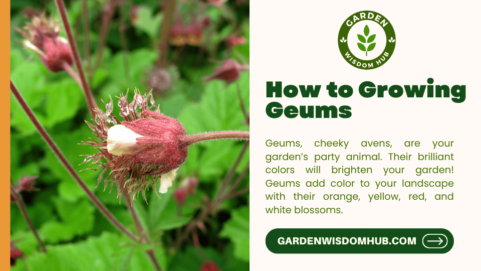 How to Growing Geums