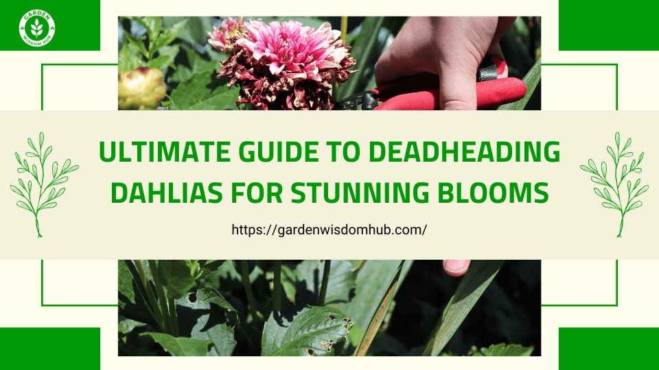 Guide to Deadheading Dahlias for Stunning Blooms