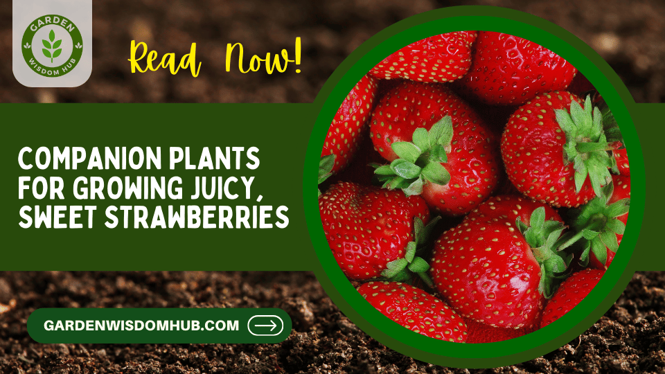 Companion Plants for Growing Juicy, Sweet Strawberries