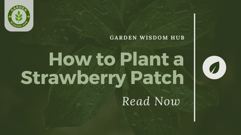 How to Plant a Strawberry Patch