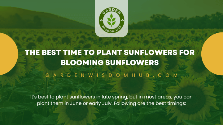 The Best Time to Plant Sunflowers for Blooming Sunflowers