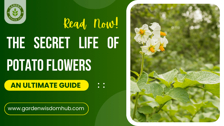 The Secret Life of Potato Flowers