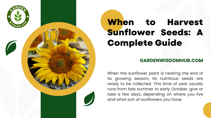 When to Harvest Sunflower Seeds A Complete Guide