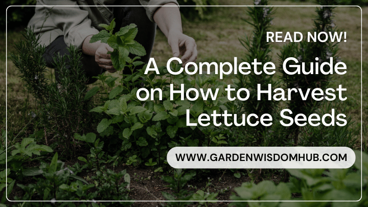 How to Harvest Lettuce Seeds