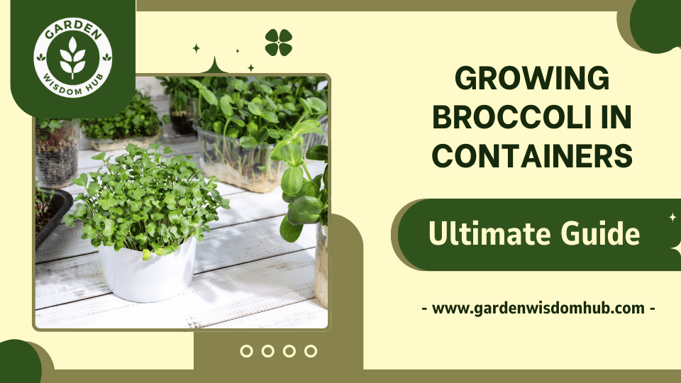 Growing Broccoli in Containers