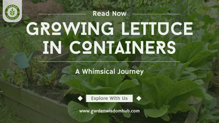 Growing Lettuce in Containers