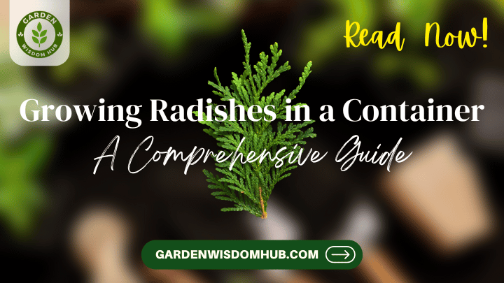 Growing Radishes in a Container