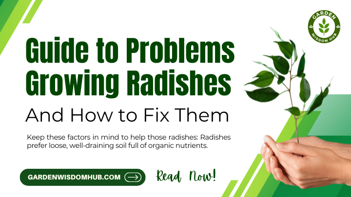 Guide to Problems Growing Radishes and How to Fix Them