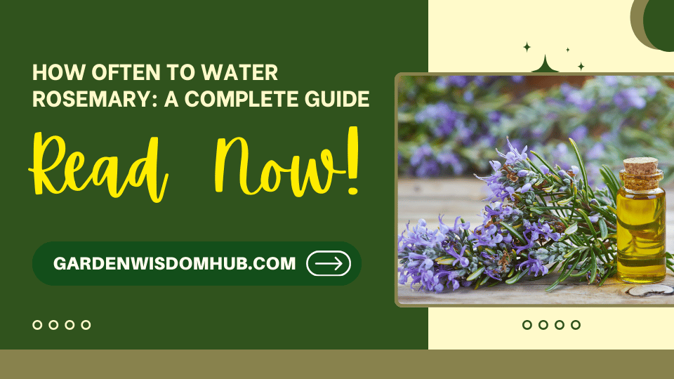 How Often to Water Rosemary A Complete Guide