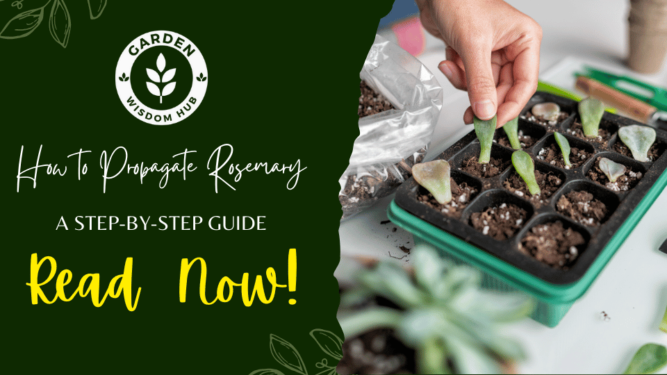 How to Propagate Rosemary A Step-by-Step Guide