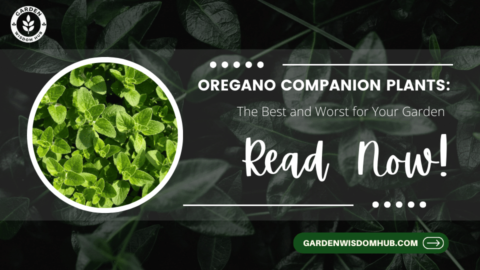 Oregano Companion Plants