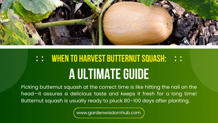 When to Harvest Butternut Squash