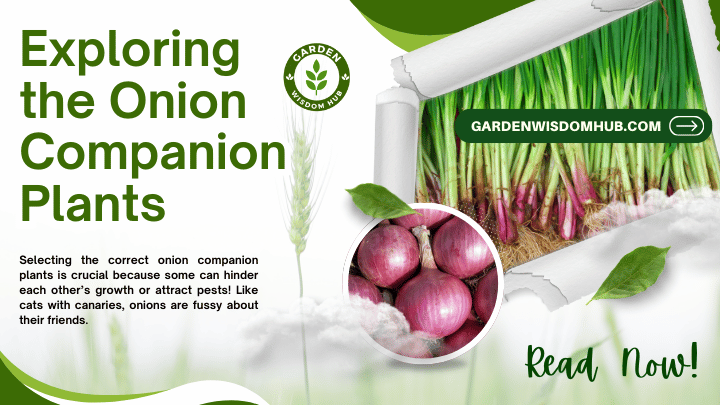 Exploring the Onion Companion Plants