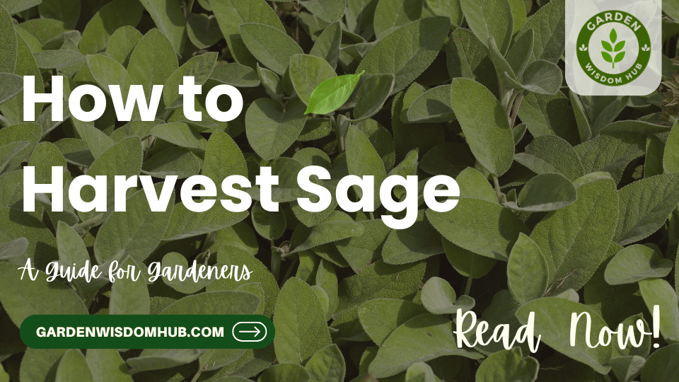 How to Harvest Sage