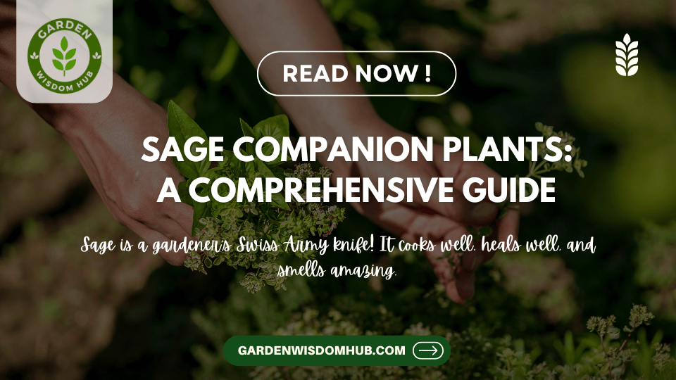 Sage Companion Plants A Comprehensive Guide